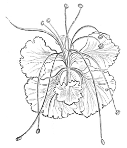 Fig. 18.—Flower of the Barbadoes Flower-fence.
