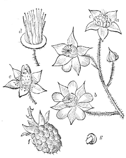 Fig. 23.—Flowers and Fruit of the Raspberry.