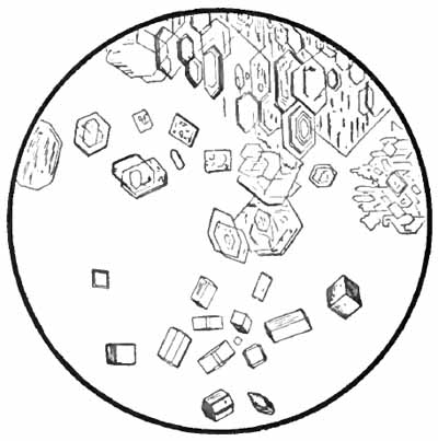 Crystals of nitrate of urea and oxalate of urea