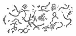 Micrococcus ure