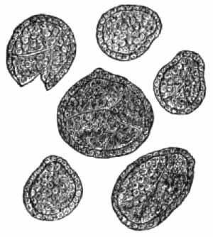 Granules of lycopodium