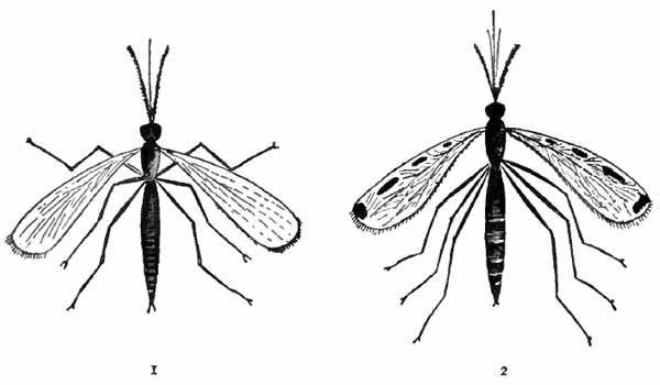 Mosquitos, Culex and Anopheles