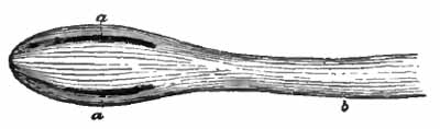 Head of Bothriocephalus latus