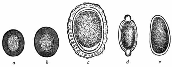 Comparative size of eggs of intestinal parasites