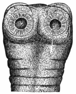 Head of Tnia saginata