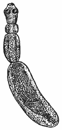 Tnia echinococcus