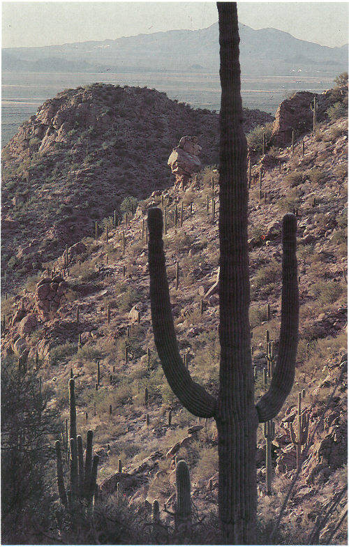 Cacti dominate the Sonoran Desert vegetation near Tucson, Arizona (photograph by Peter Kresan).
