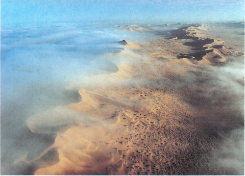 Morning fog moistens the dunes of the Namib coastal desert (photograph by Georg Gerster).
