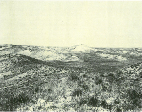 A dry community of vegetation grows among the dunes of the Nebraska Sand Hills (photograph by N. H. Darton).