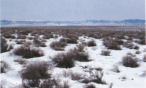 Sparse, very dry, single species vegetation in Death Valley, California.