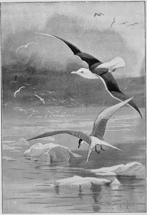 BLACK-BACKED GULL AND COMMON TERN. Chapter i.