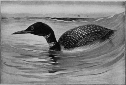 GREAT NORTHERN DIVER. Chapter iv.