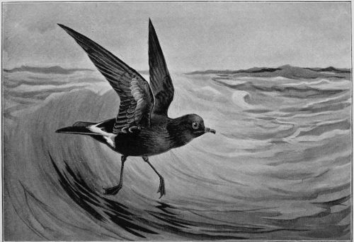 THE STORMY PETREL. Chapter vi.