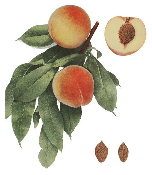 Salway Peach  c.1875