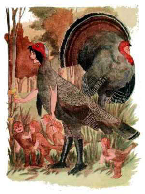 Turkey Cock