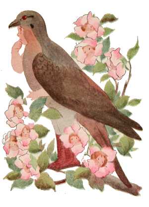 Mourning Dove