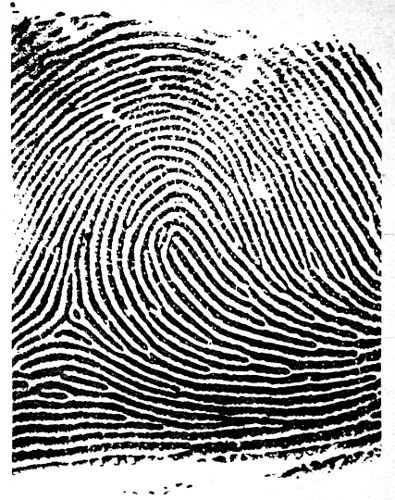 MAGNIFIED FINGER PRINT