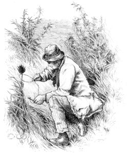 SETTING A HARE SNARE.