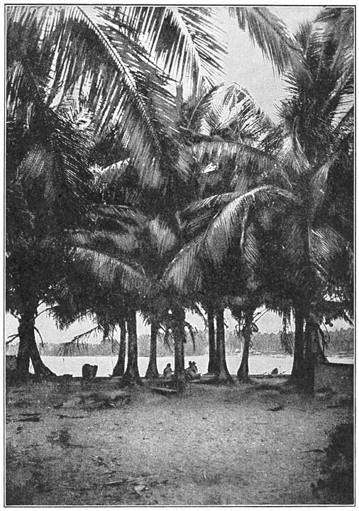 Young Coconut Trees