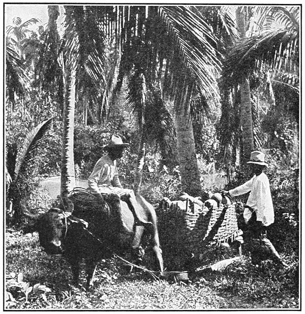 Gathering Coconuts
