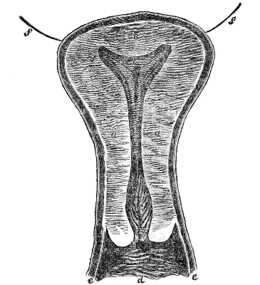 Vertical Section of the Womb and Vagina