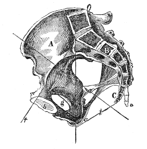 Section
of the Pelvis