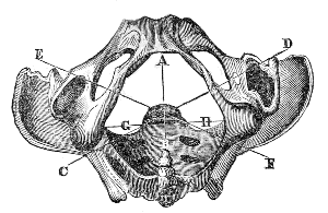 Bones of
the Pelvis viewed from below