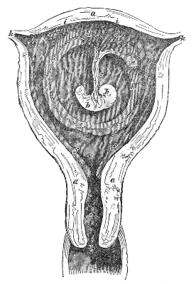 Section
of the Uterus
