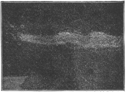 Exercise No. 11.—Reclining on stomach, grasping
dumb-bells in hand, raising arms from hanging position to position
illustrated.