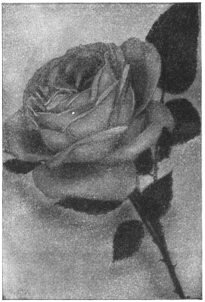 AMERICAN BEAUTY ROSE.—Good Heredity and Environment
Produced This.