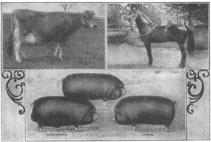 PROTECTED.—The above illustration of highly bred, highly
trained and highly protected animals, showing a cow valued at $13,000,
hogs valued at over $4,000 each and a horse at $5,000, serves as a
striking contrast to the illustration on the opposite page.