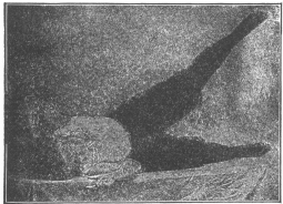 Exercise No. 2.—Reclining on right side and raising left
leg as high as possible and the same exercise taken with right leg while
reclining on left side.