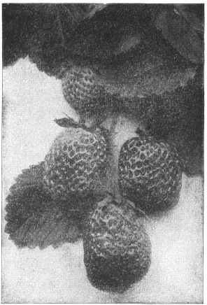 CULTIVATED STRAWBERRY.—Good Heredity and Environment
Produced This.