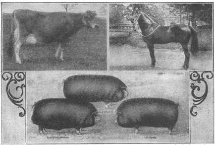 PROTECTED.—The above illustration of highly bred, highly
trained and highly protected animals, showing a cow valued at $13,000,
hogs valued at over $4,000 each and a horse at $5,000, serves as a
striking contrast to the illustration on the opposite page.