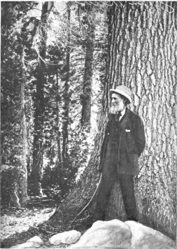 John Muir among his beloved trees