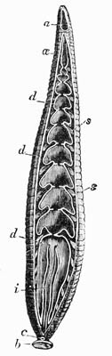 Illustration: Section of a Leech