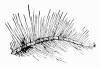 Illustration: Antenna of a Gnat