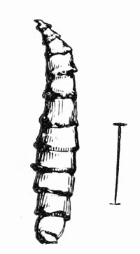 Illustration: Lucilia hominivora, larva
