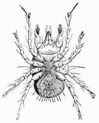 Illustration: Cheyletus eruditus