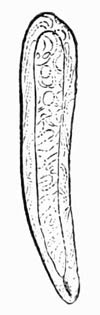 Illustration: Monostomum mutabile (adult)