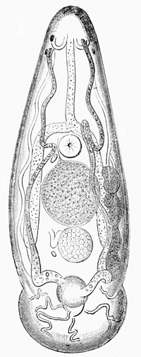 Illustration: Amphistomum subclavatum of the frog
