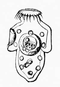 Illustration: Isolated scolex of Tnia echinococcus