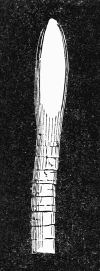 Illustration: Bothriocephalus latus, scolex