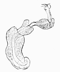 Illustration: Tetrarhynchus appendiculatus from the plaice