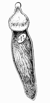 Illustration: Stylorhynchus oligacanthus