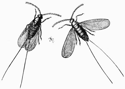 Illustration: Cochineal insect, male