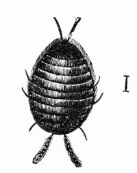 Illustration: Cochineal insect, female