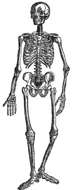 THE BONY AND CARTILAGINOUS SKELETON

(From Martin’s “Human Body”)
