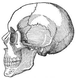 A SIDE VIEW OF THE SKULL