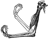 THE BICEPS MUSCLE AND THE ARM BONES

(From Martin’s “Human Body”)